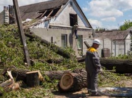 В Днепре дерево провалило крышу жилого дома