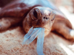 В Австралии запретили использование пакетов из пластика и назначили штрафы