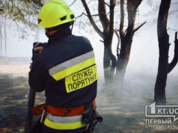 Под Кривым Рогом горел хвойный лес