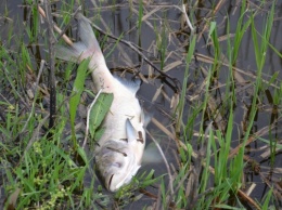 Причины массовой гибели рыбы в Каховском водохранилище так и не удалось выявить