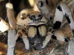 Биолог снял тарантула, который "лает" (видео)