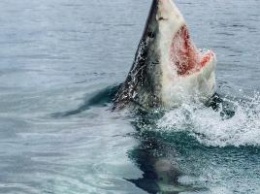 В Австралии акула утащила женщину в воду: видео