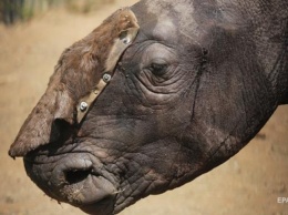 Самку вымирающего вида носорога убили из-за сантиметра рога