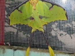 В Николаевском зоопарке появилась на свет самая необычная бабочка в мире