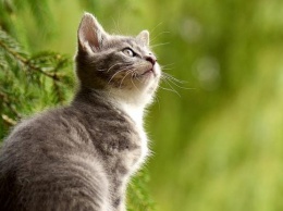 Сколько живут кошки и как продлить жизнь питомца