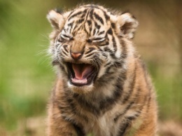 Одесского тигренка, которого тискают за 300 гривен в биопарке, еще и бьют, - ФОТО