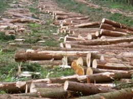 Рада ввела уголовную ответственность за незаконный вывоз леса из страны