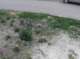 "Помогите найти воровку": в Покровске женщина воровала цветы с клумбы и попала в объектив камеры