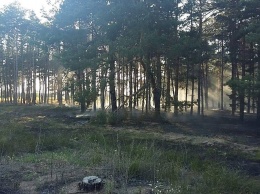 Неизвестные подожгли Матвеевский лес - пламя охватило хвойный молодняк