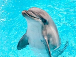 Сегодня - день дельфинов-пленников