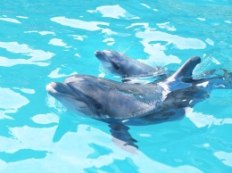 Зоозащитники собираются «бить» дельфиноводов гривной и готовят акцию на Ланжероне