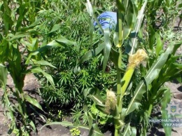 49-летний житель Николаевщины выращивал на огороде коноплю, маскируя ее под кукурузу