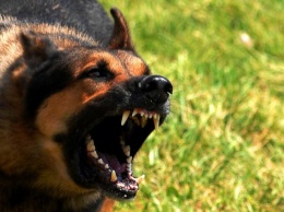 В Николаеве на Казарского бродячая собака напала на четырехлетнего мальчика