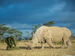 Предложен новый способ спасти популяцию белого северного носорога