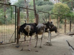 В Грузии зоопарк отказался одолжить политику страуса для похода в суд