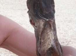 На запорожском курорте отдыхающим продали рыбу, кишащую червями (ФОТО)