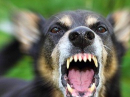 В Николаеве собаку, покусавшую 4-летнего николаевца, отправили под наблюдение