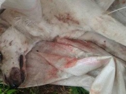 В Харькове неизвестные избили до полусмерти собаку, завязали в мешок и выбросили из машины, - ФОТО