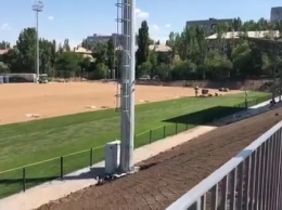 На новом тренировочном поле Центрального городского стадиона уже зеленеет трава