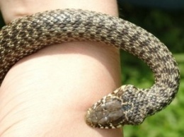 На Херсонщине змеи не дремлют: зафиксирован еще один укус ядовитого животного