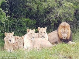 Осталась только голова и обувь: в ЮАР львы сожрали браконьеров, охотившихся на носорогов (фото)