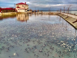 В мэрии Аккермана ополчились на ставок в Днестровском лимане: там мрет рыба