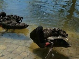 В центральном парке пара черных лебедей терроризирует собратьев (ФОТО)