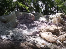 На Криворожском шоссе в лесопосадке Днепра нашли мешки с денежными купюрами