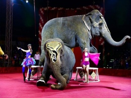 В Германии цирковой слон напал на людей в зале (Видео)