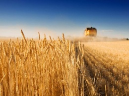 В Запорожской области собран первый миллион тонн зерна
