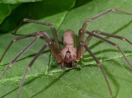 "Мы никогда от них не избавимся": квартиру женщины заполонили ядовитые пауки