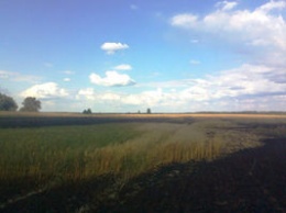 В Житомирской области огонь уничтожил 21 га пшеницы. Фото