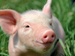 В Килийском районе от АЧС погибли свиньи