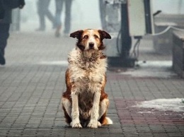 В Днепре подсчитали количество бездомных собак, - ИНФОГРАФИКА