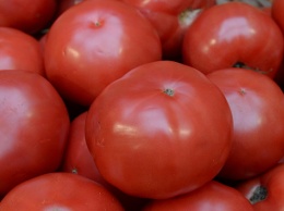 В Симферополе уничтожили почти четыре центнера азербайджанских помидоров