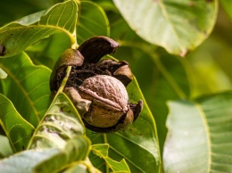 А вы знали? Второй по величине ореховый сад в Украине растет в Николаевской области