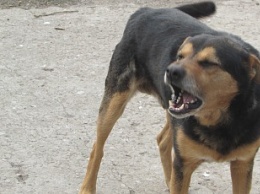 В Бердянске совершено два нападения бродячих собак на людей