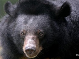 Под Житомиром спасли трех медведей (видео)