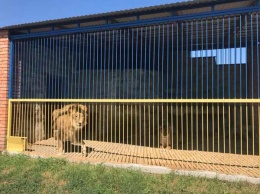 Директор загородного комплекса пригласил днепрян посмотреть на "льва-свиногрыза"