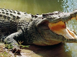 Женщина отбила сына у крокодила
