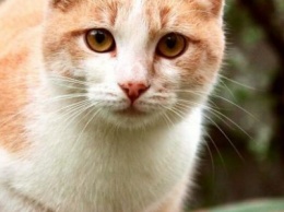 Что стало с котами, которых одесситка "заказала" дезинсектору, - ФОТО
