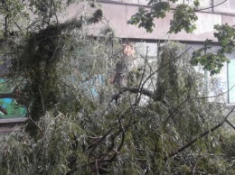 В Мариуполе ночной ураган сломал дерево, - ФОТОФАКТ