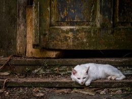 В Москве живодеры выбросили кошку из окна
