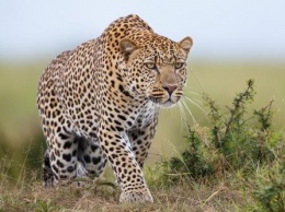 В Индии леопард-убийца растерзал более 20 человек