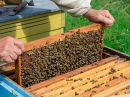 Подписьздесь: пчеловоды собирают подписи за уголовную статью при применении опасных пестицидов