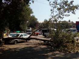 Древопад в Днепре: дерево зацепило автомобиль и травмировало женщину