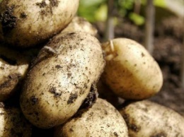 В Бедянске огородники опять сажают картошку