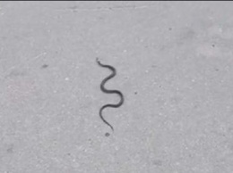 Обнаружена змея на Комендантском проспекте в Петербурге