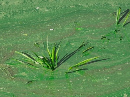 Зеленый Днепр: акватория города загрязнена фитопланктоном