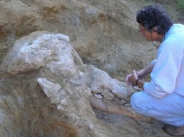 Во Франции обнаружили редкий череп пиренейского мастодонта